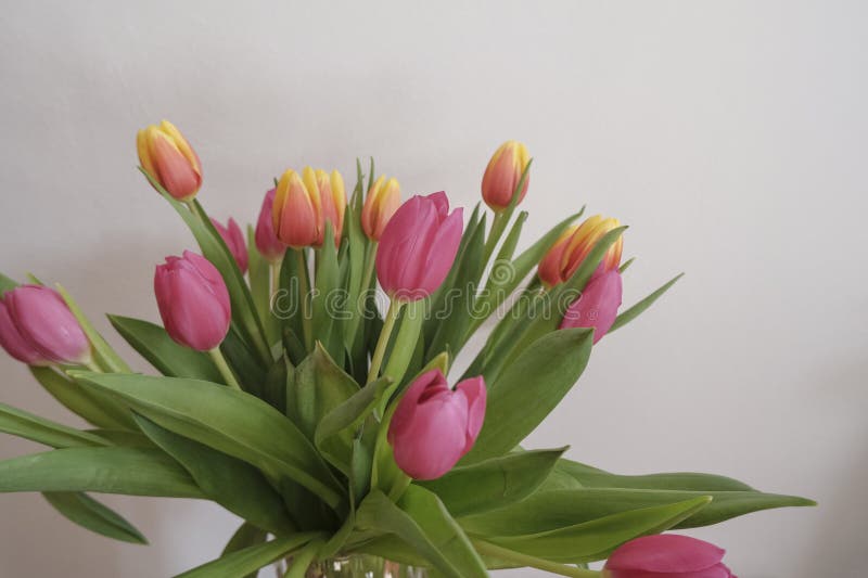 bouquet of pink and yellow tulips in vase closeup across white all on the wooden drawer. Interior detail. Hotel interior.