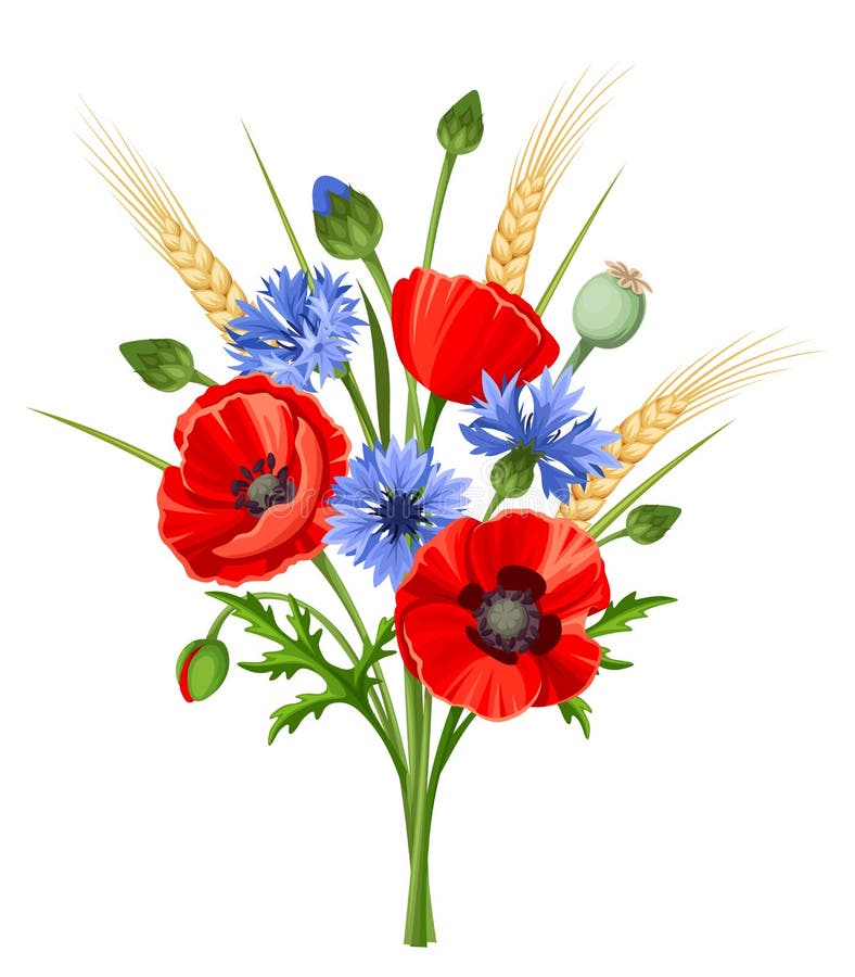 Bouquet of Poppy Flowers and Cornflowers. Vector Illustration. Stock ...