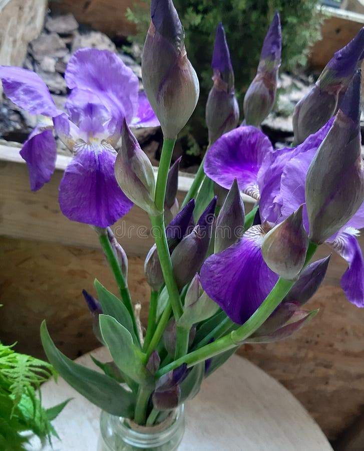 Bouquet of purple irises. stock photo. Image of bouquet 115178968