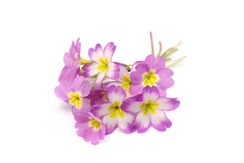 Violets and primrose stock image. Image of posy, primrose 39496939