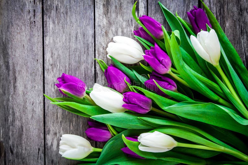 Bouquet of purple and white tulips on a rustic background