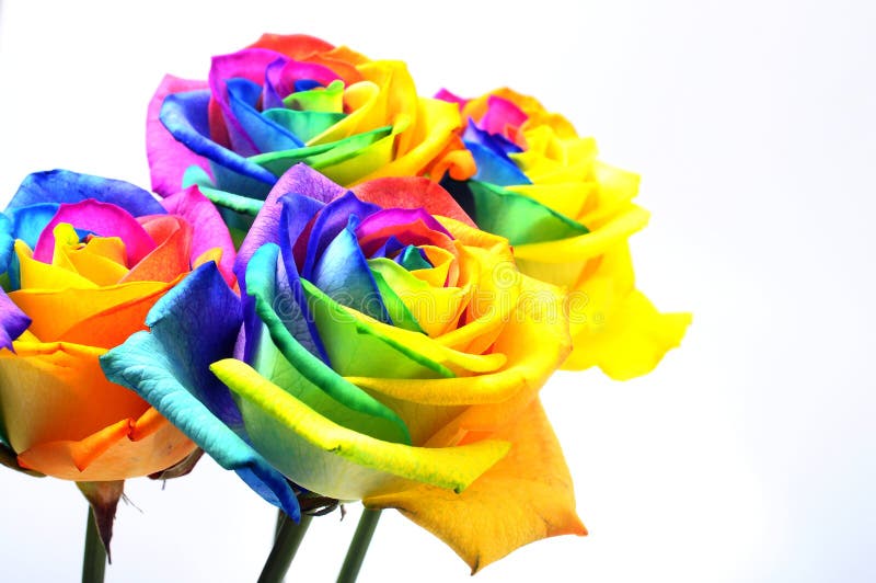 Rainbow Rose or Happy Flower Stock Photo - Image of nature, heart 