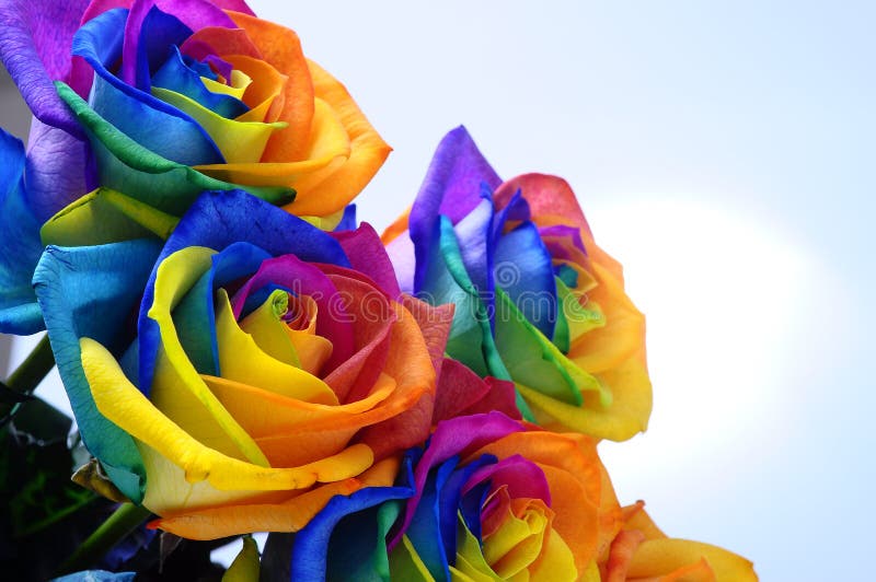 Rainbow Rose or Happy Flower Stock Photo - Image of nature, heart 