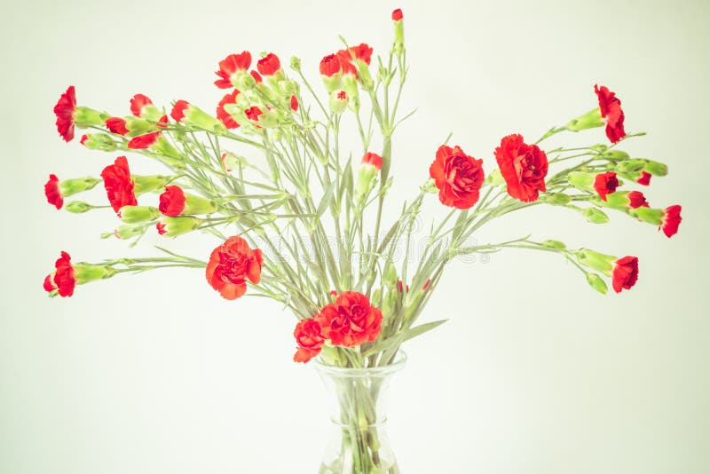 616 Red White Carnations Vase Stock Photos Free & RoyaltyFree Stock