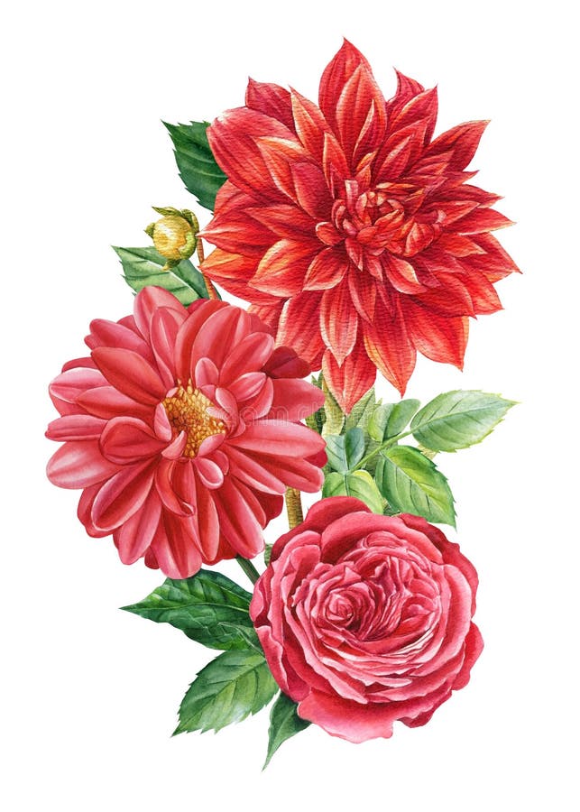 Bouquet of red flowers, rose, dahlias on an isolated white background, watercolor botanical painting, flora design