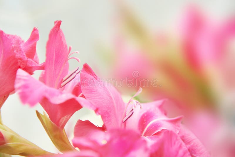 Bouquet of red gladioluses royalty free stock photography