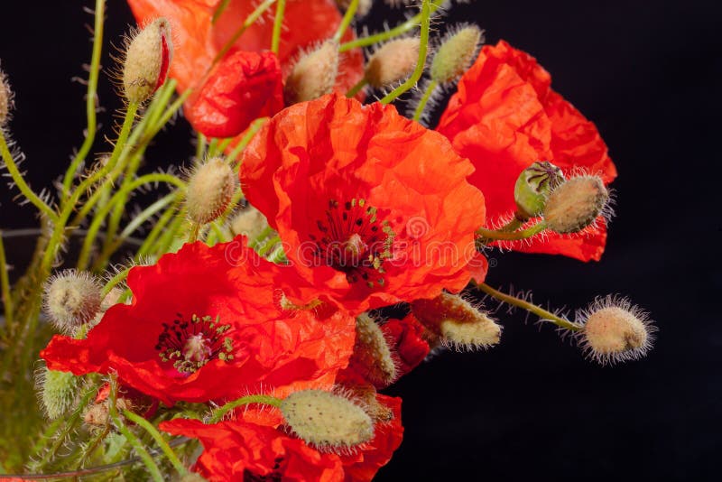 Bouquet of red papavers on black background