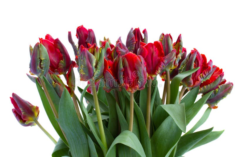 Bouquet of Red Parrot Tulips Stock Image Image of laying, decoration