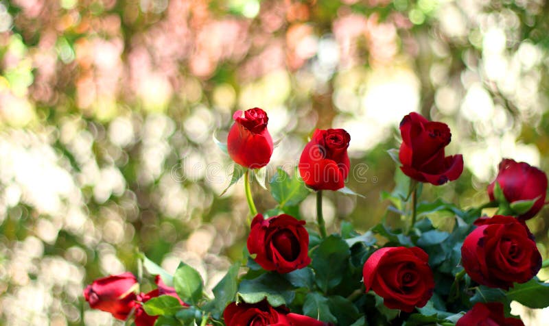 Bouquet red rose on bokeh background with copy space, concept of love and valentine`s day
