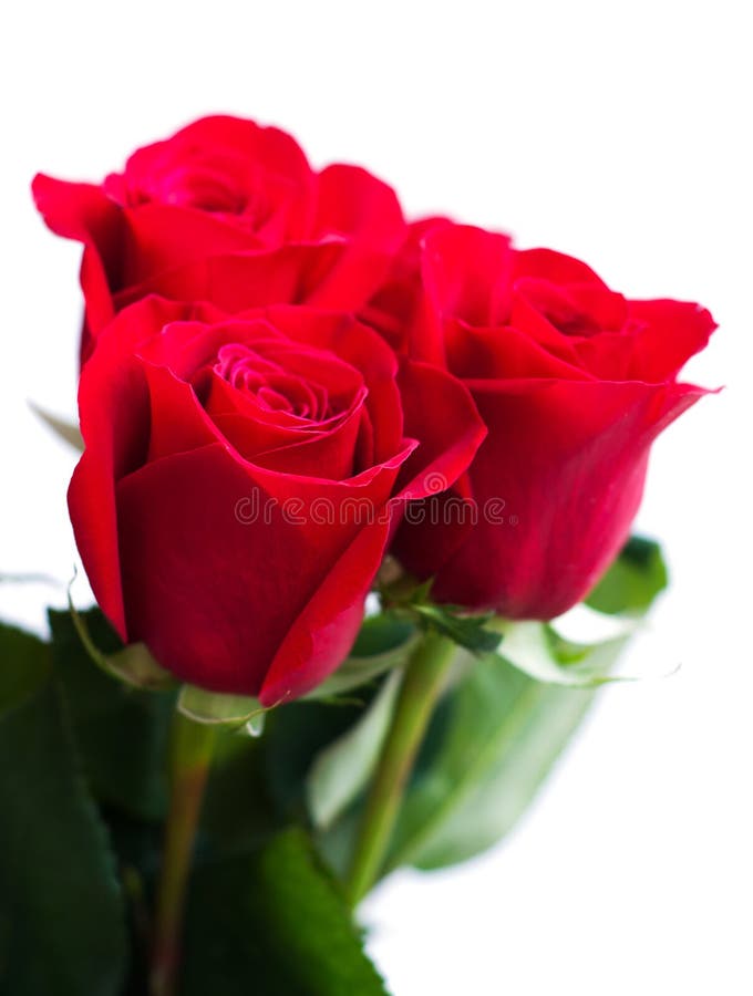 Bouquet of red roses