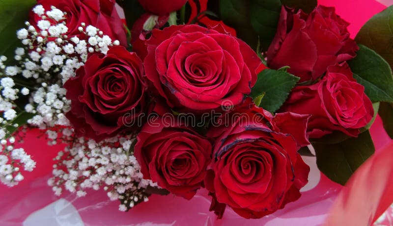 Bouquet of Red Roses Background Stock Image - Image of roses, flower