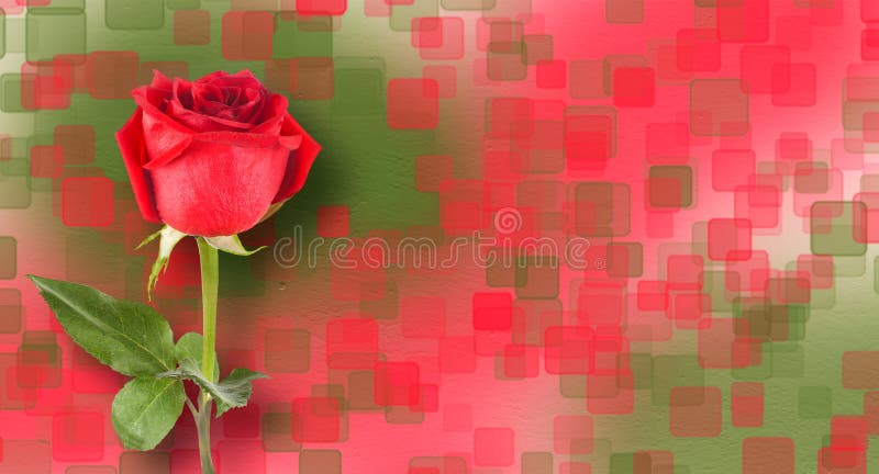 Bouquet of red roses with green leaves on abstract background