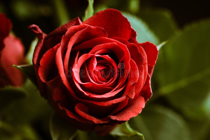 Download Bouquet With Red Roses On The Rustic Background Stock ...