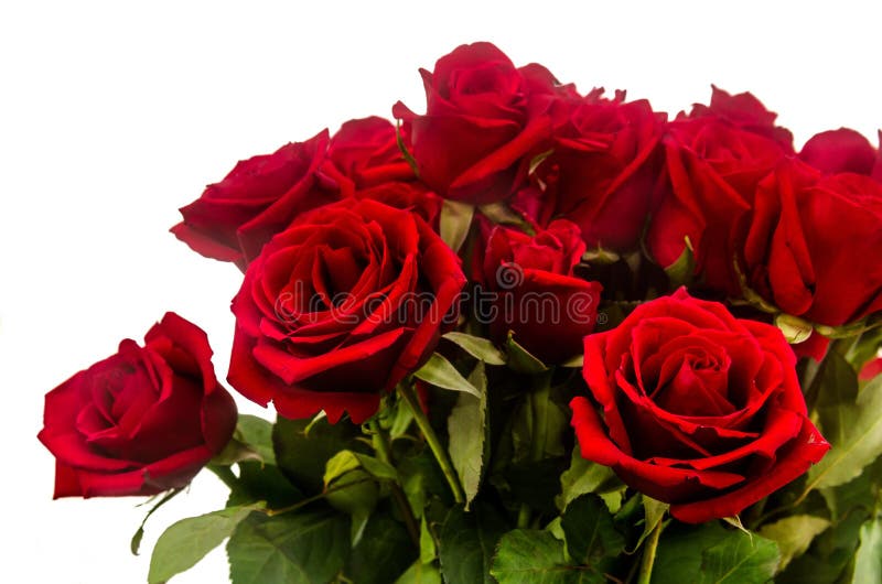 Bouquet of Red Roses with White Background Stock Image Image of