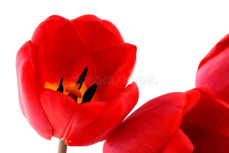 Bouquet of red tulips