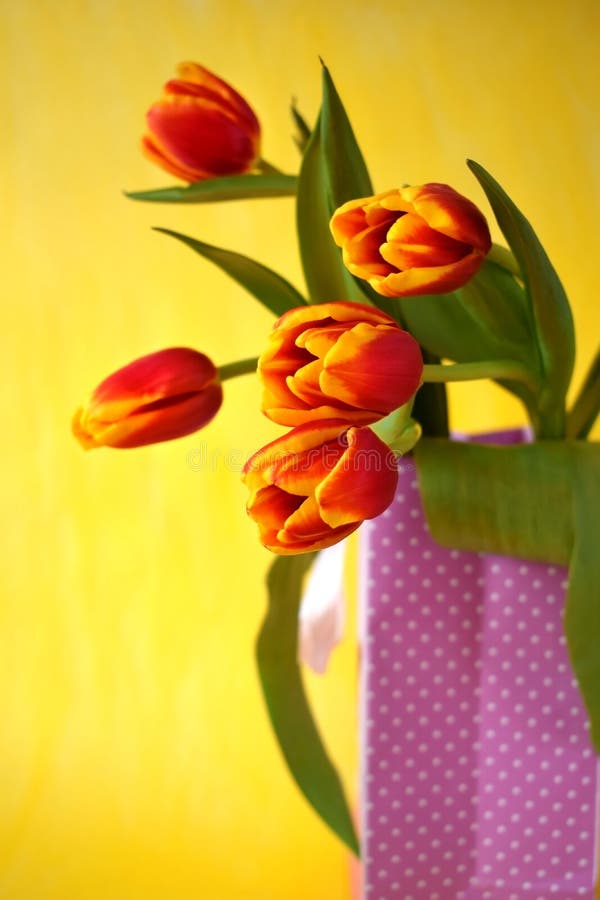 Bouquet of red tulips stock images Bouquet of red tulips stock images