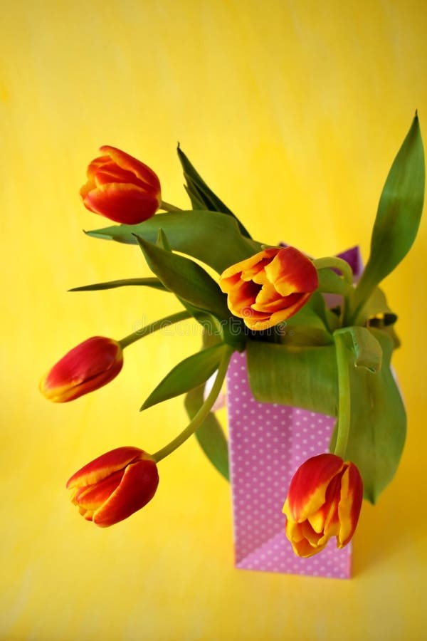 Bouquet of red tulips royalty free stock image Bouquet of red tulips royalty free stock image