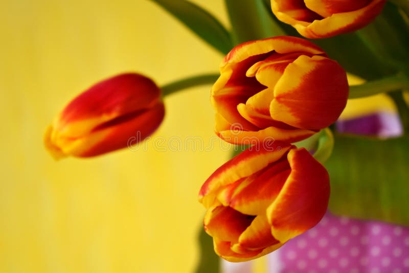 Bouquet of red tulips stock photos Bouquet of red tulips stock photos