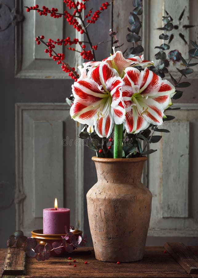 Bouquet with red, white Amaryllis flower, eucalyptus and red holly berry branches in a ceramic vase.