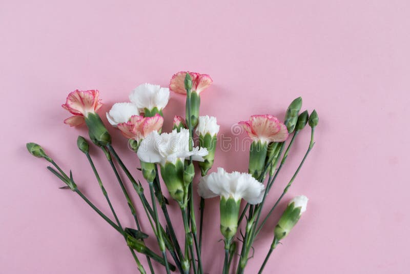 Bouquet of Carnation Top View Stock Image - Image of nature, white ...