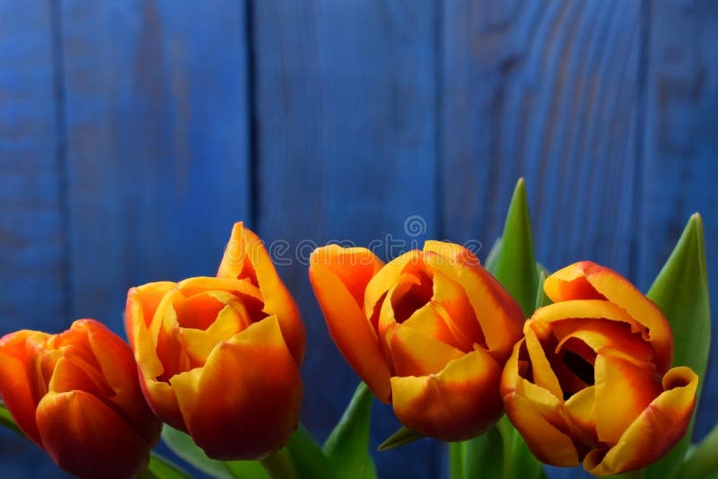 Bouquet of red and yellow tulips against the blue wooden background stock photography Bouquet of red and yellow tulips against the blue wooden background stock photography