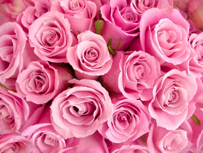 Pink baby roses stock photo. Image of special, flower 6612492