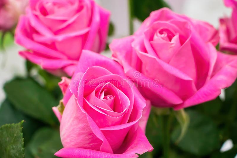 Bouquet of Roses in Flower Shop. Stock Photo Image of bunch, floral 301612870