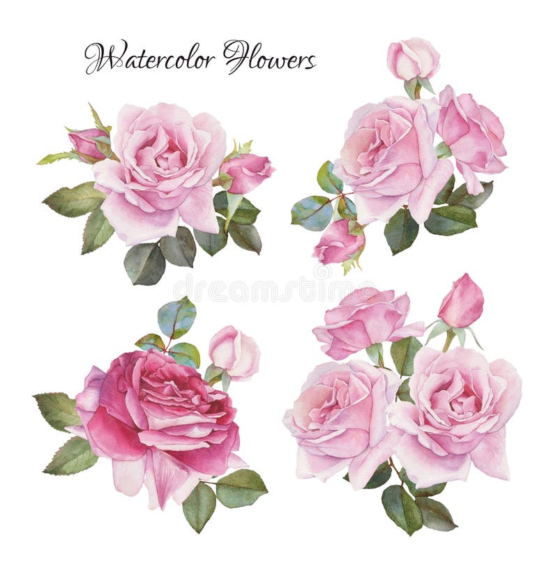 Vector bouquet of roses. Flowers set of hand drawn watercolor roses