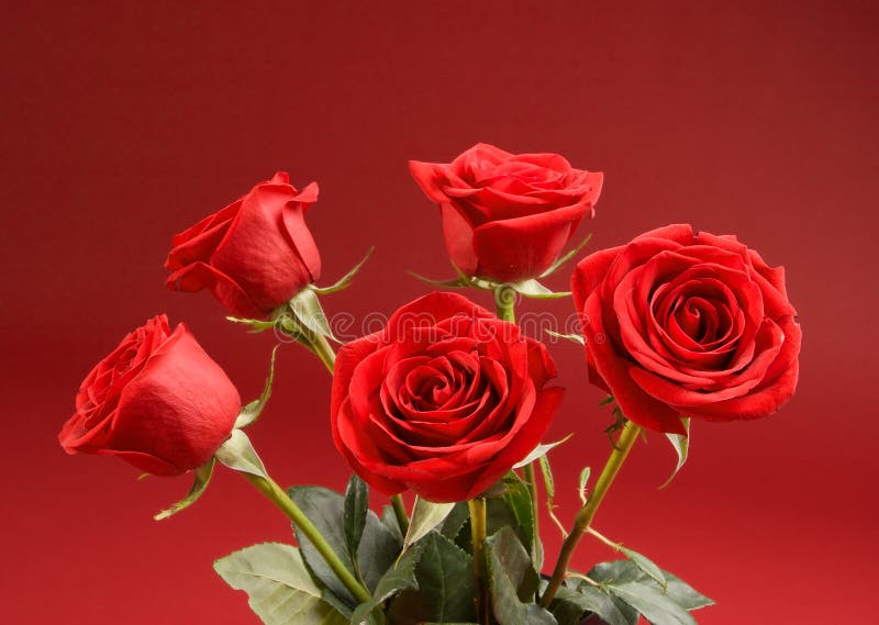Bouquet of roses on the red background stock photography Bouquet of roses on the red background stock photography