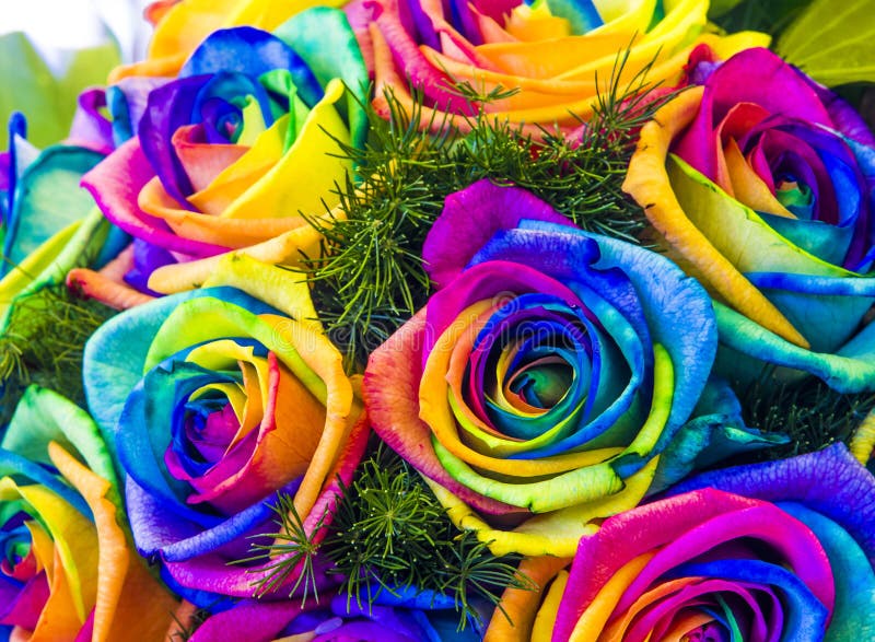 Bouquet of Roses with a Thousand Colors for Everyone`s Rights Stock ...