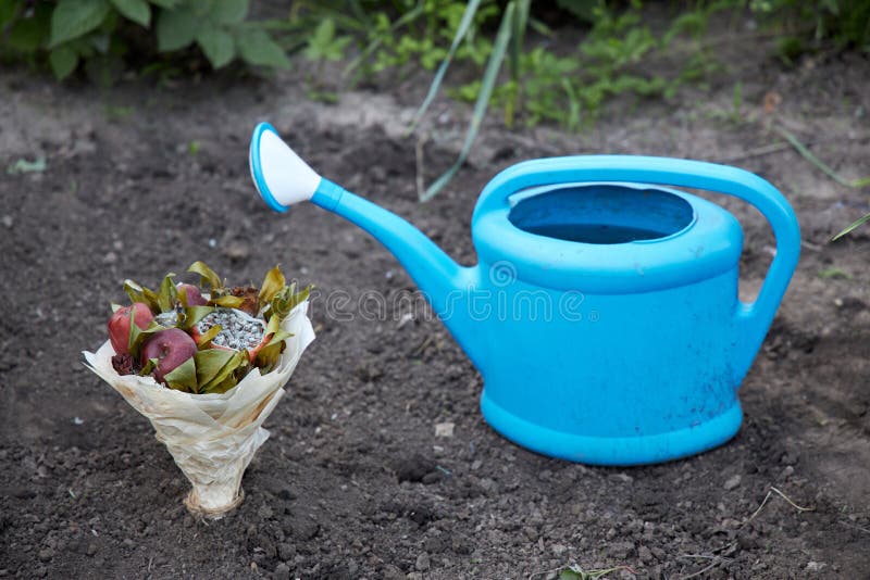 Bouquet of rotten fruits and wilted flowers planted in the ground as a symbol of an attempt to resume human relations royalty free stock photos Bouquet of rotten fruits and wilted flowers planted in the ground as a symbol of an attempt to resume human relations royalty free stock photos