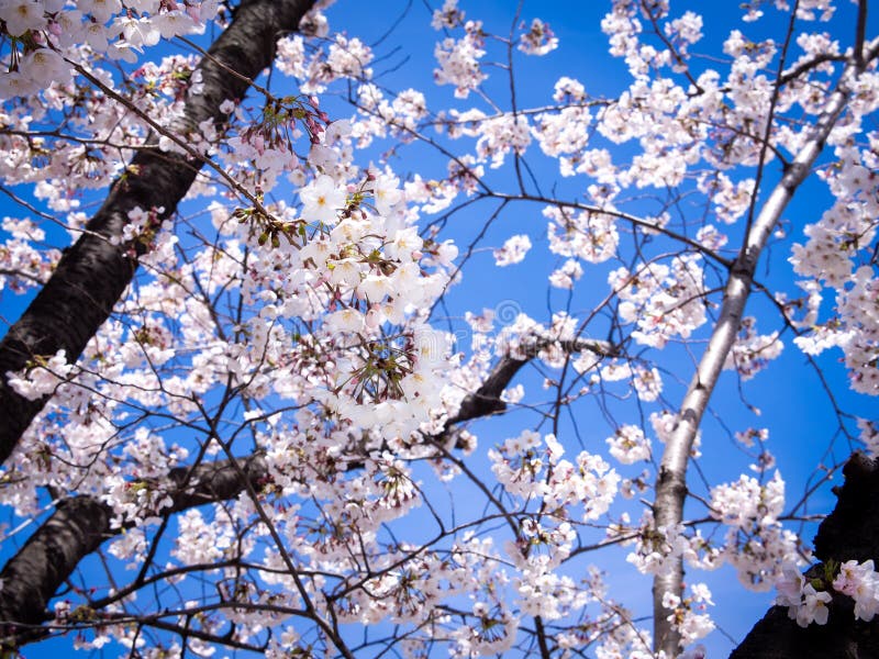 Bouquet of Sakura Flowers Blooming Stock Image Image of delicate