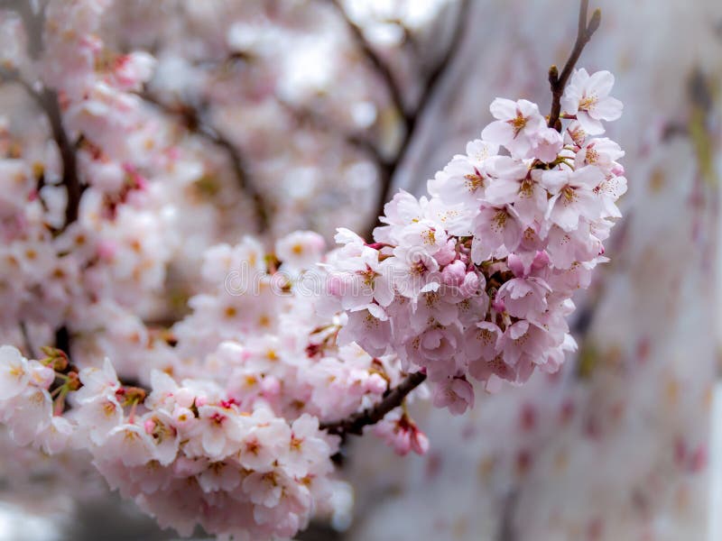 Bouquet of Sakura Flowers Blooming Stock Photo Image of domestic
