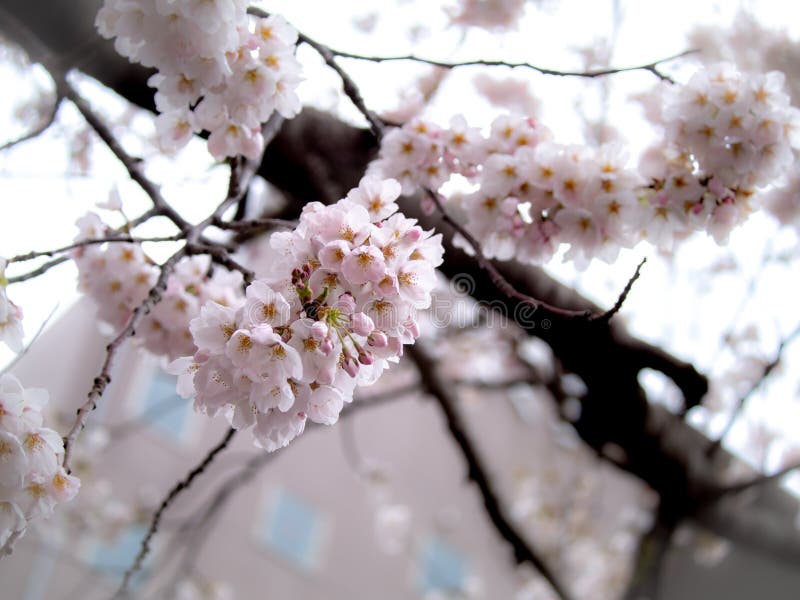 Bouquet of Sakura Flowers Blooming Stock Photo Image of japanese