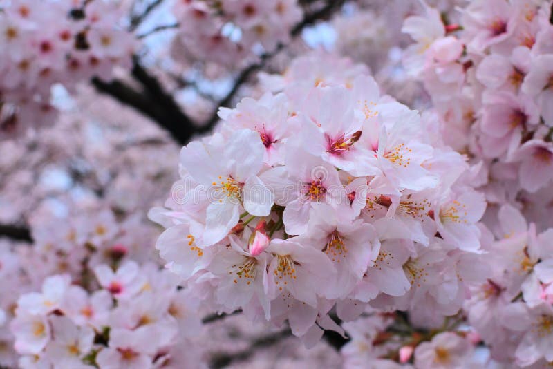 Bouquet of Sakura stock image. Image of bouquet, pink - 102483513