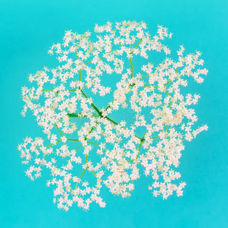 Bouquet of small delicate white flowers on a blue pastel background close-up stock photos Bouquet of small delicate white flowers on a blue pastel background close-up stock photos