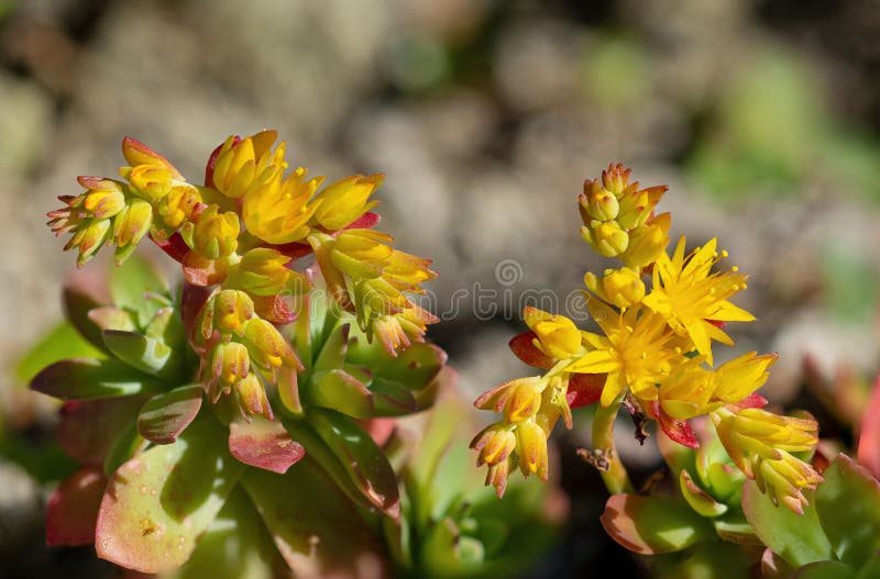 Da piccolo fiori da la roccia giardino impianti il sole.