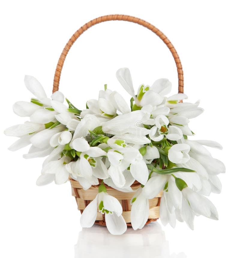 Bouquet of Snowdrop Flowers in Basket Isolated on White Backgro Stock ...