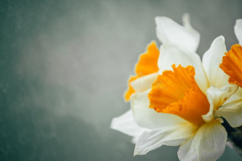 Bouquet of Spring Daffodils Stock Photo Image of bloom, blooming