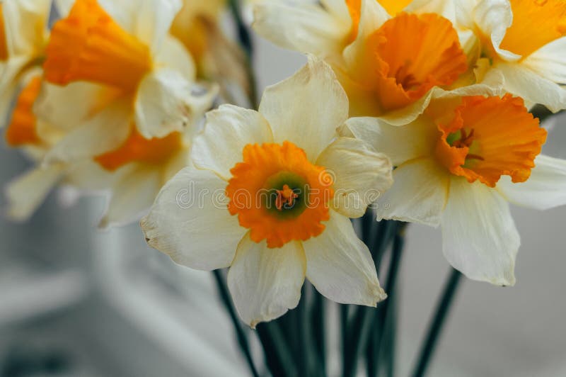 Bouquet of Spring Daffodils Stock Image Image of blossom, floral