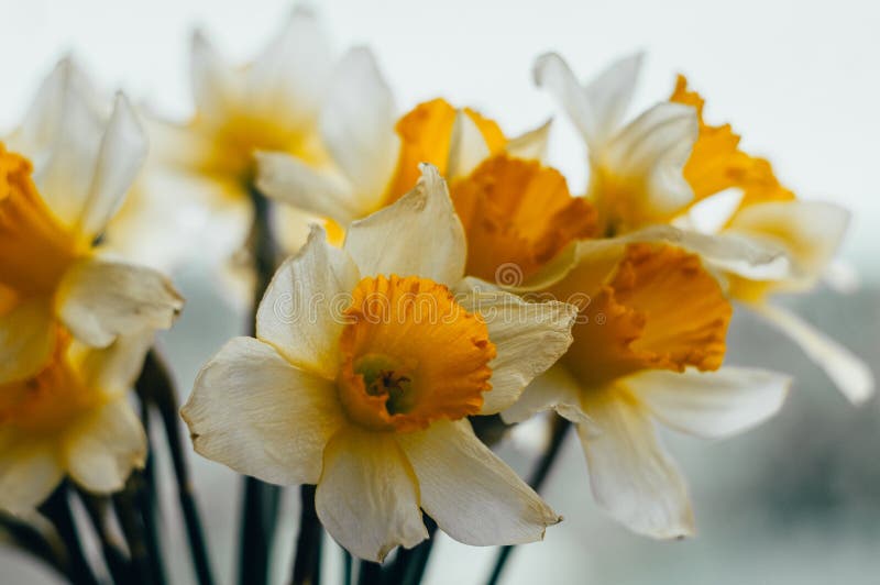 Bouquet of Spring Daffodils Stock Image Image of bright, beautiful