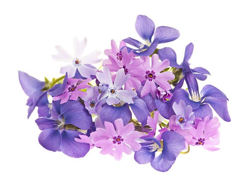 Arrangement of spring flowers purple violets and moss pink isolated on white background. Arrangement of spring flowers purple violets and moss pink isolated on white background