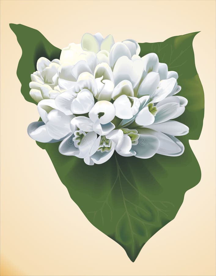 Download Bouquet Of Spring Flowers,urs-snowdrops Stock Vector - Illustration of drawing, realistic: 4447484