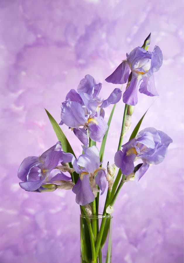 Irises stock image. Image of light, spring, fresh, tender 642455