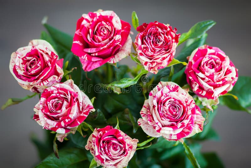 Bouquet Of Striped Roses Stock Photo Image 56599693