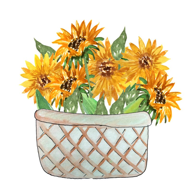Bouquet of sunflowers in a basket. royalty free illustration Bouquet of sunflowers in a basket. royalty free illustration