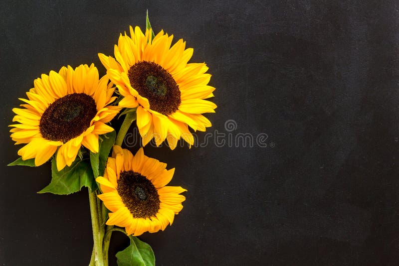 Bouquet of Sunflowers on Black Background Top-down Copy Space Stock Image -  Image of mockup, nature: 170667385
