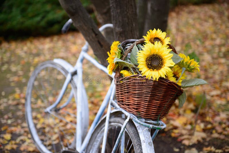 Bouquet of sunflowers on retro styled bicycle at autumn forest. royalty free stock photos Bouquet of sunflowers on retro styled bicycle at autumn forest. royalty free stock photos