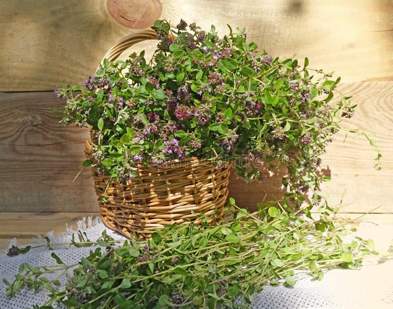 Bouquet of Thyme Flowers. Thyme Harvest Stock Photo Image of medicine