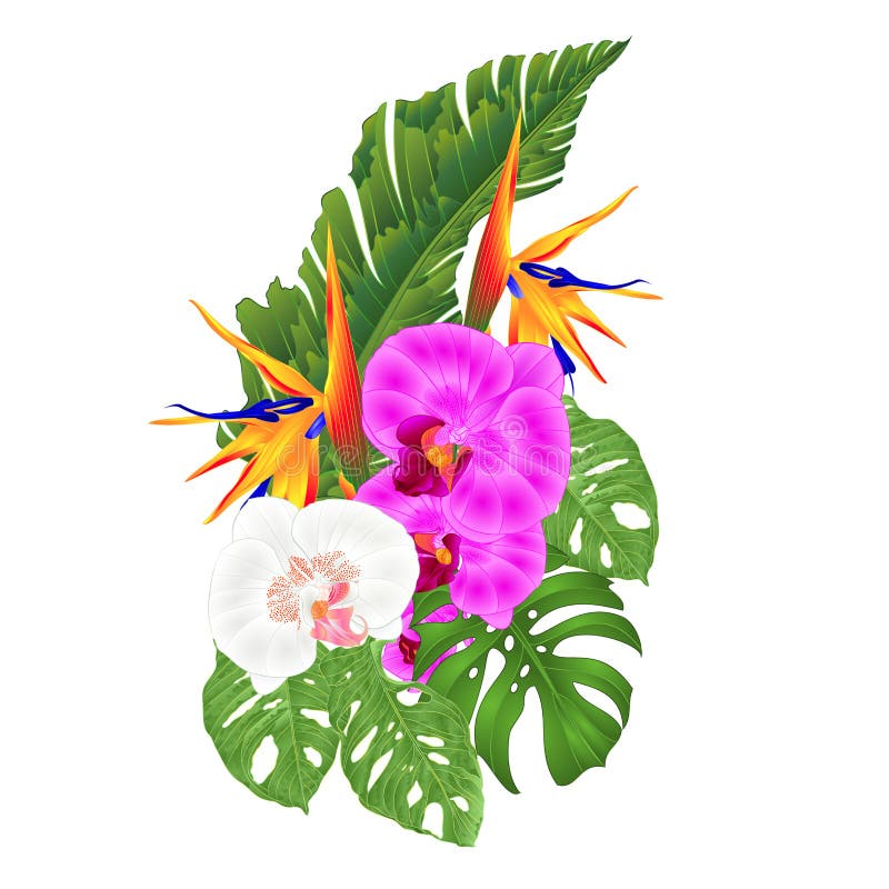 Bouquet with tropical flowers Strelitzia reginae white and purple orchid Phalaenopsis palm monstera leaf banana vintage vector